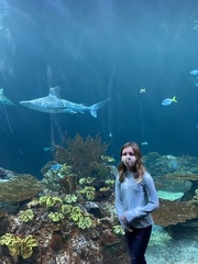 Shedd Aquarium Shark1